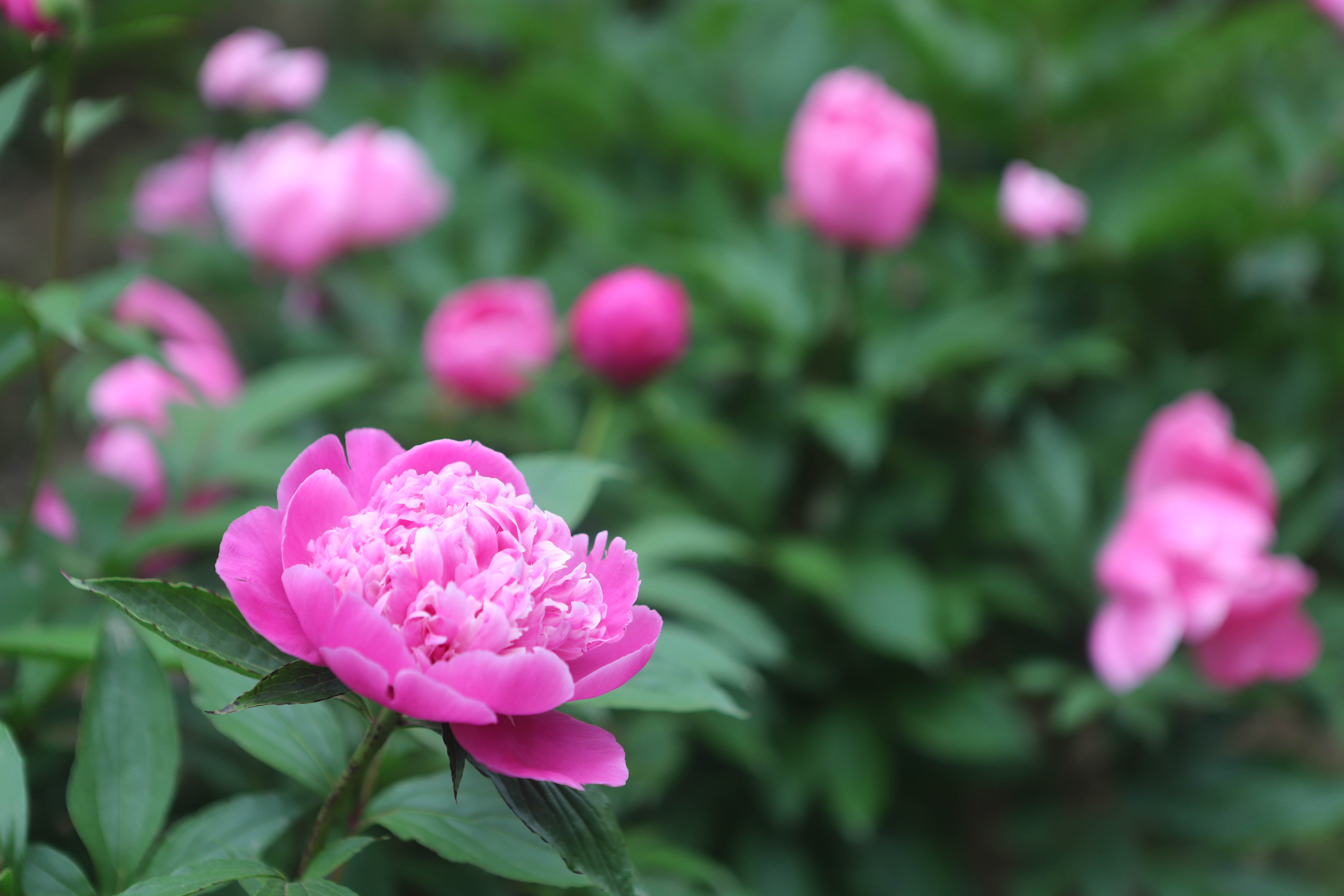“花事”不断！三国的芍药就要盛装登场啦~